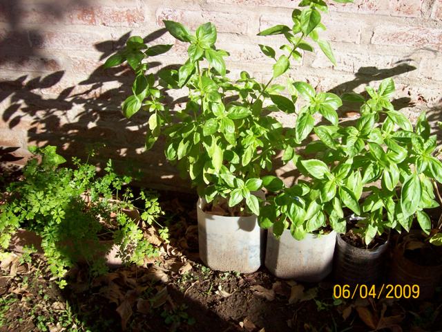 [Foto de planta, jardin, jardineria]
