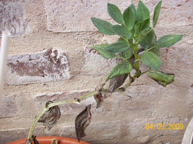 [Foto de planta, jardin, jardineria]