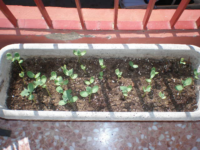 [Foto de planta, jardin, jardineria]