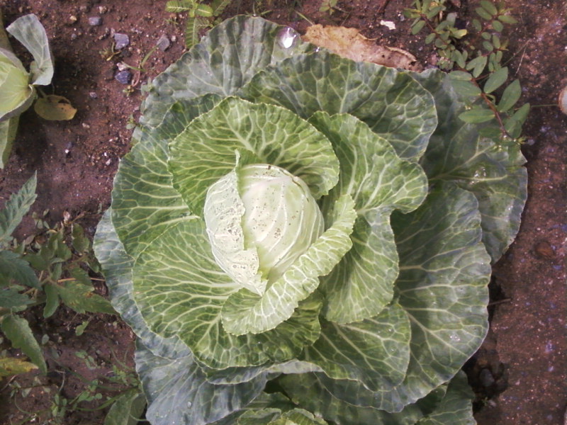 [Foto de planta, jardin, jardineria]