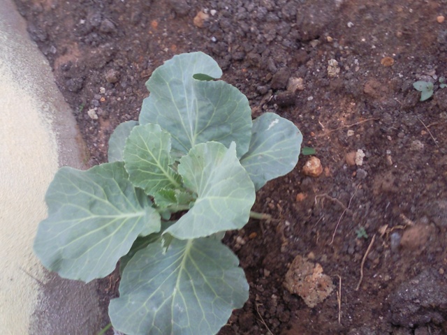 [Foto de planta, jardin, jardineria]