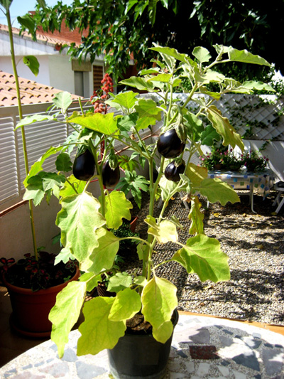 [Foto de planta, jardin, jardineria]