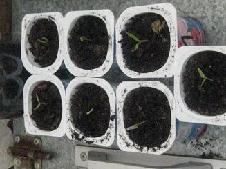 [Foto de planta, jardin, jardineria]