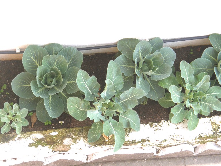 [Foto de planta, jardin, jardineria]