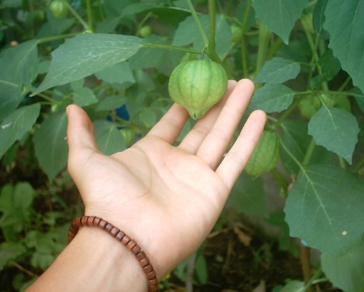 [Foto de planta, jardin, jardineria]