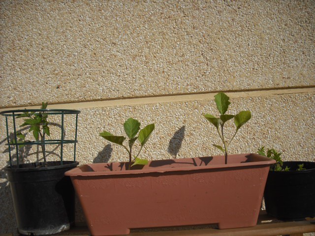 [Foto de planta, jardin, jardineria]