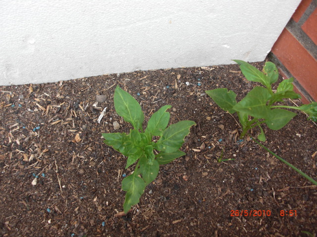 [Foto de planta, jardin, jardineria]