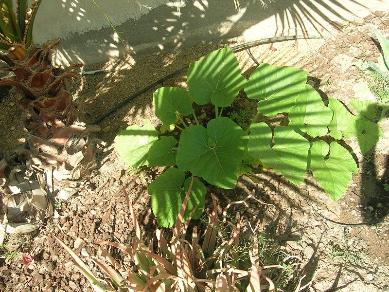 [Foto de planta, jardin, jardineria]