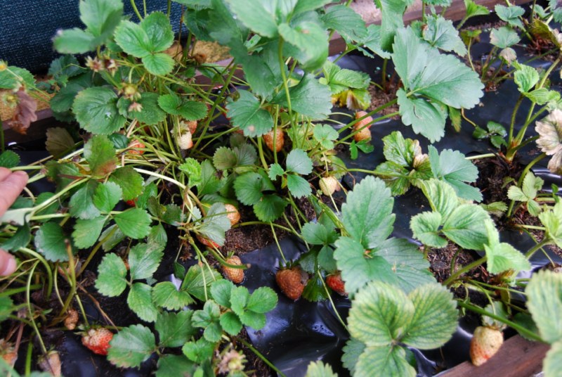 [Foto de planta, jardin, jardineria]