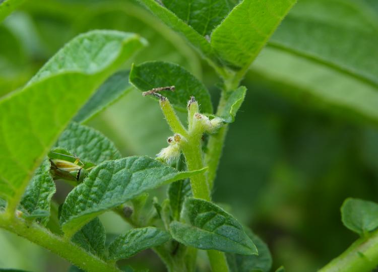[Foto de planta, jardin, jardineria]
