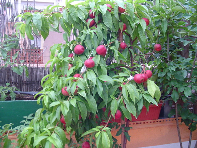 [Foto de planta, jardin, jardineria]