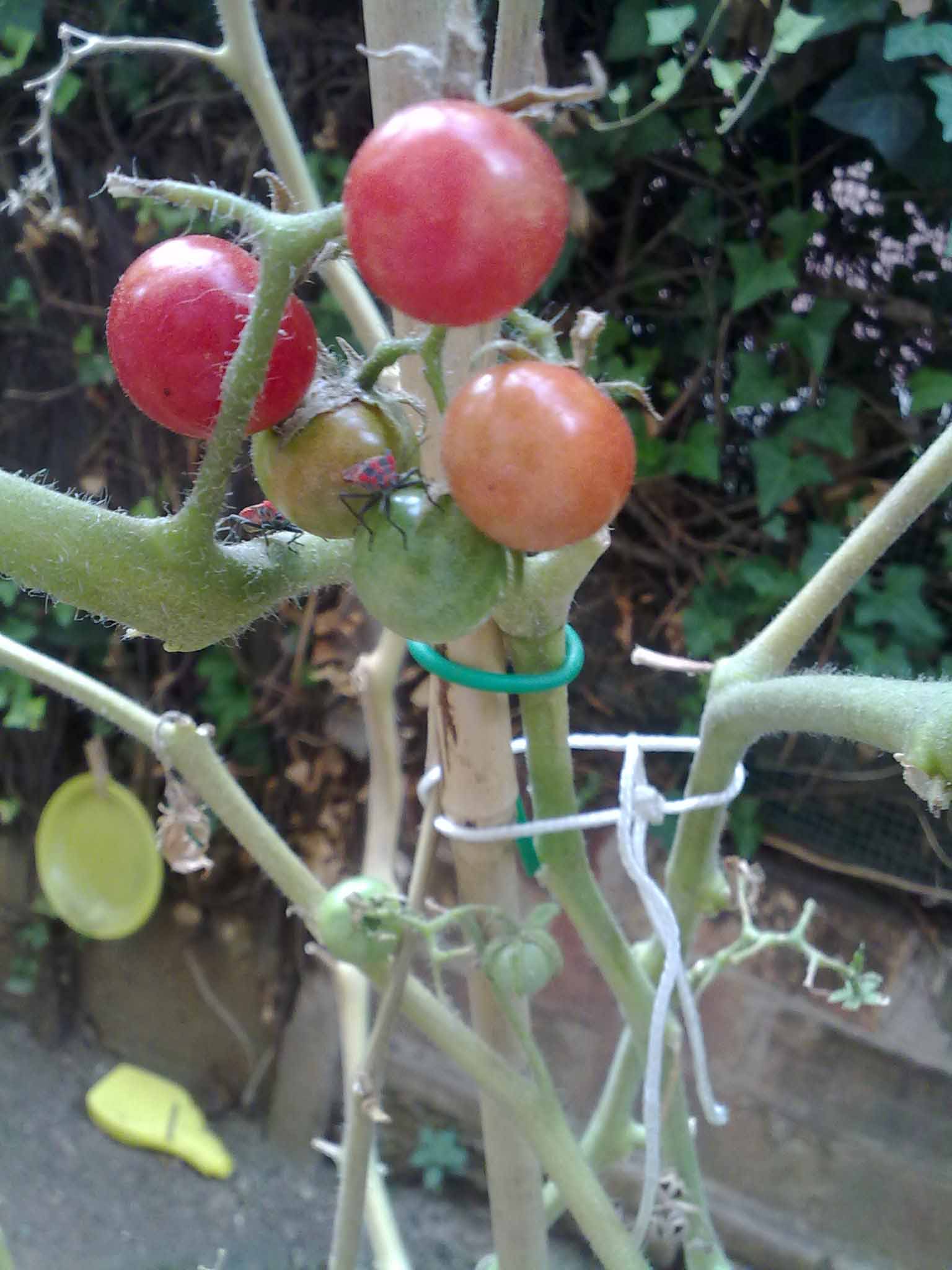 [Foto de planta, jardin, jardineria]