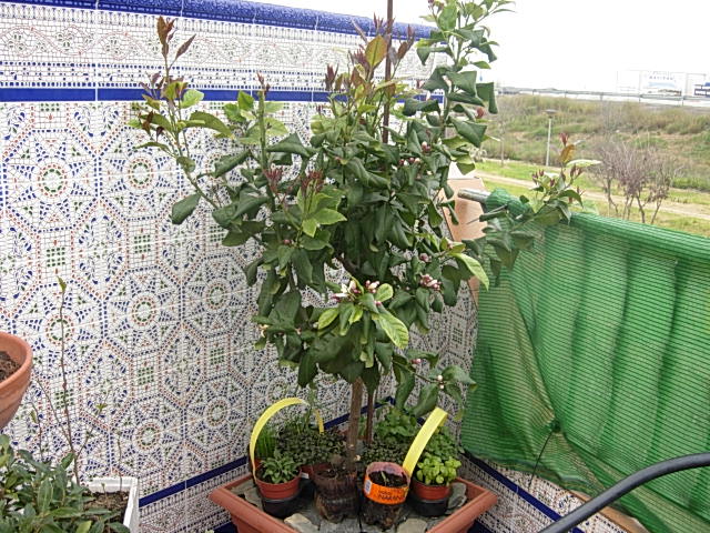 [Foto de planta, jardin, jardineria]