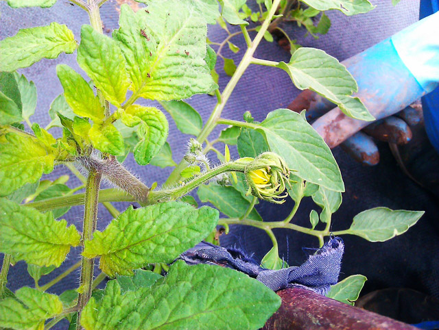 [Foto de planta, jardin, jardineria]