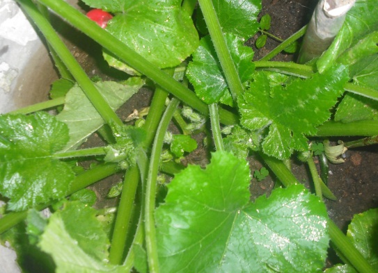 [Foto de planta, jardin, jardineria]