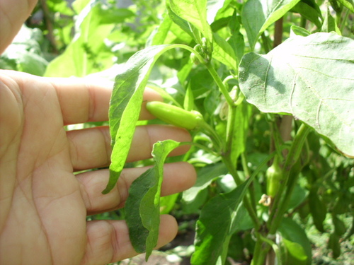 [Foto de planta, jardin, jardineria]