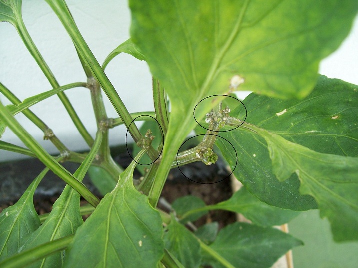 [Foto de planta, jardin, jardineria]