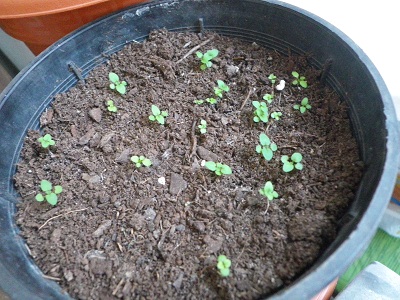[Foto de planta, jardin, jardineria]