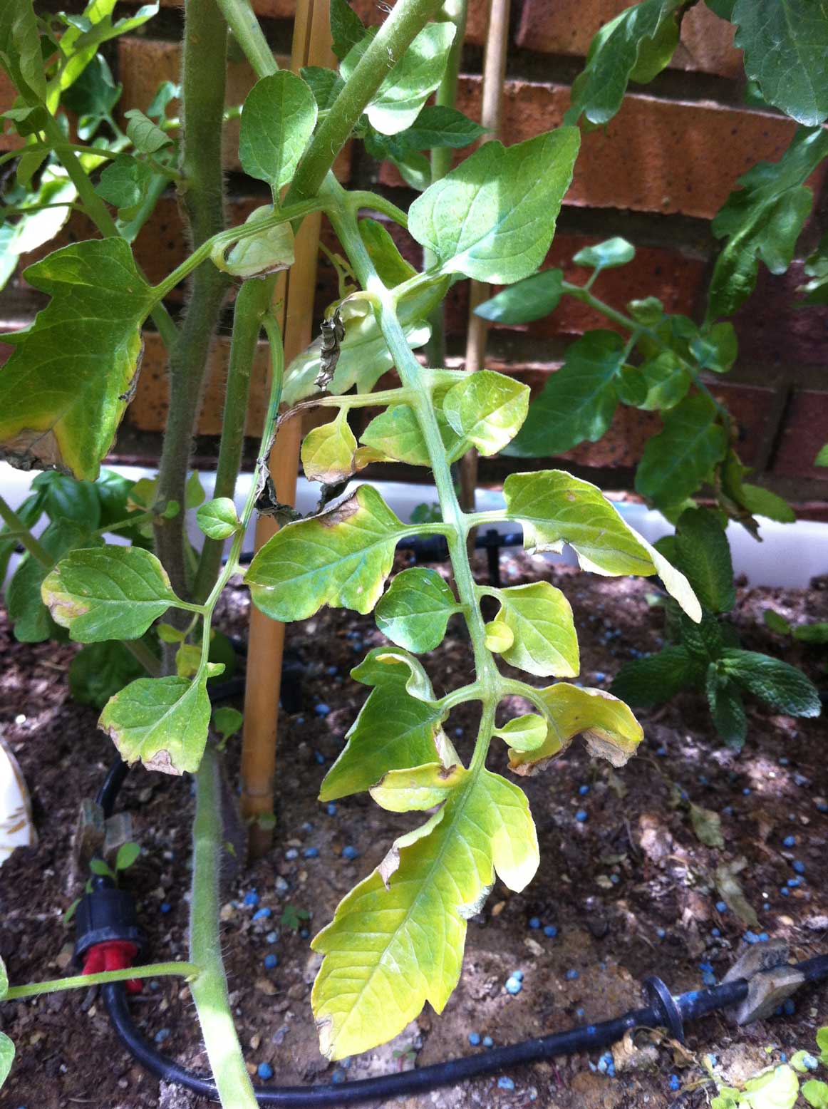 [Foto de planta, jardin, jardineria]
