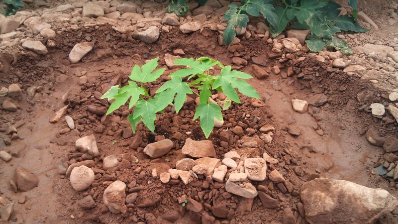 [Foto de planta, jardin, jardineria]