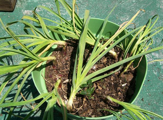 [Foto de planta, jardin, jardineria]