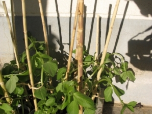 [Foto de planta, jardin, jardineria]