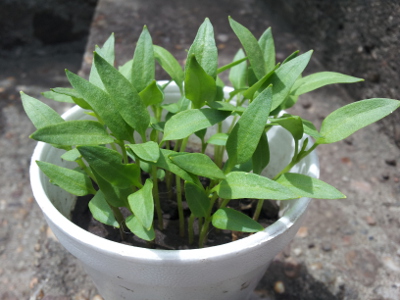 [Foto de planta, jardin, jardineria]