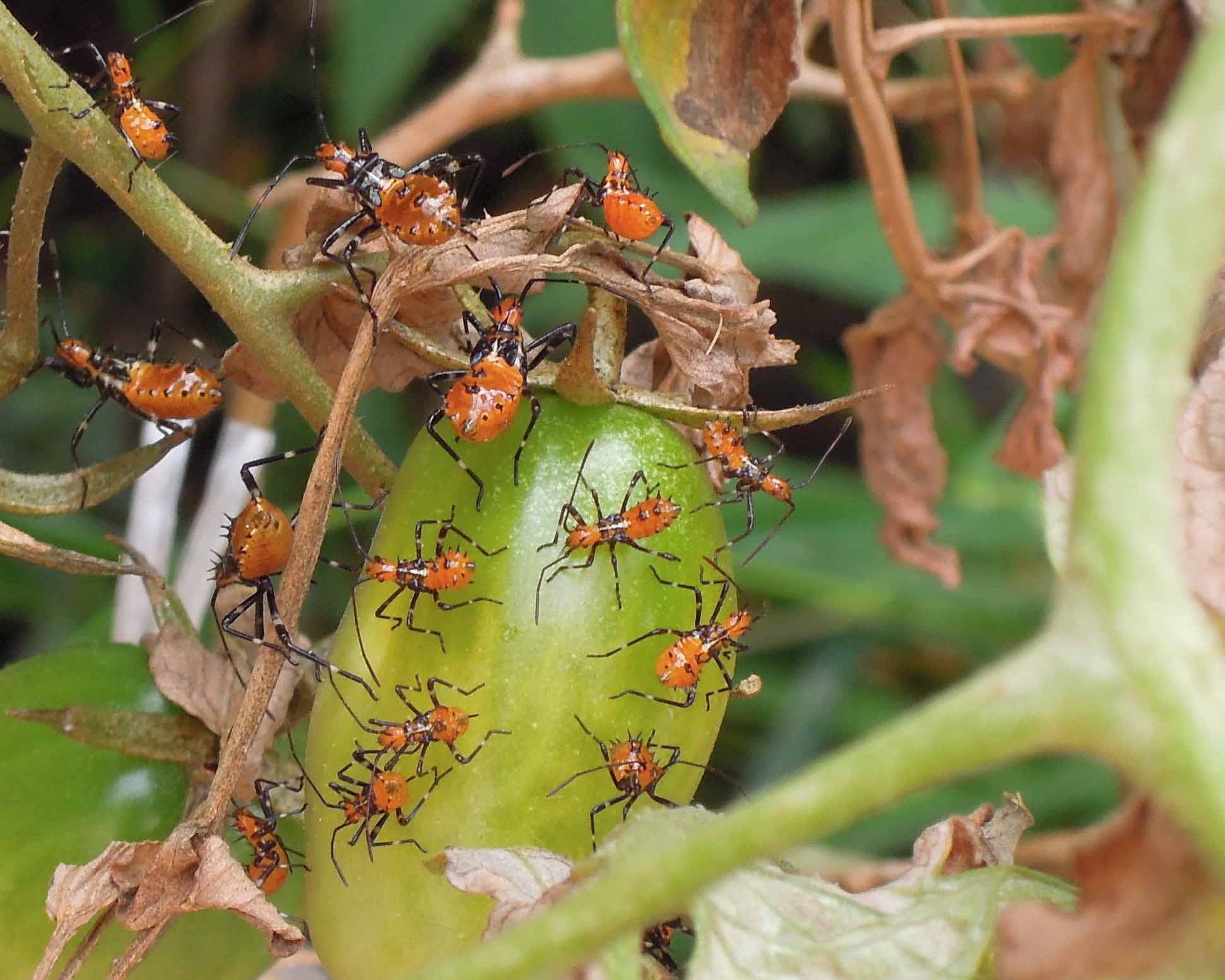 [Foto de planta, jardin, jardineria]