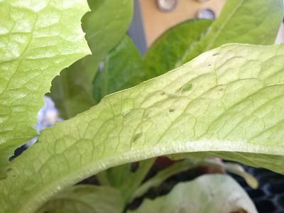 [Foto de planta, jardin, jardineria]