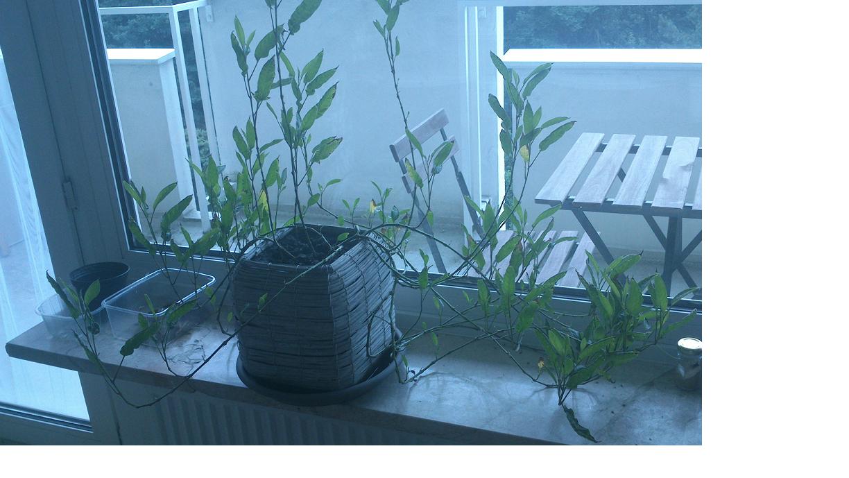[Foto de planta, jardin, jardineria]