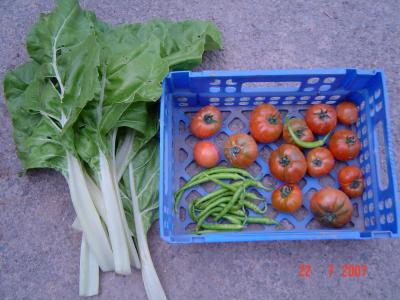 [Foto de planta, jardin, jardineria]