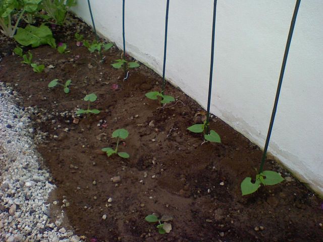 [Foto de planta, jardin, jardineria]