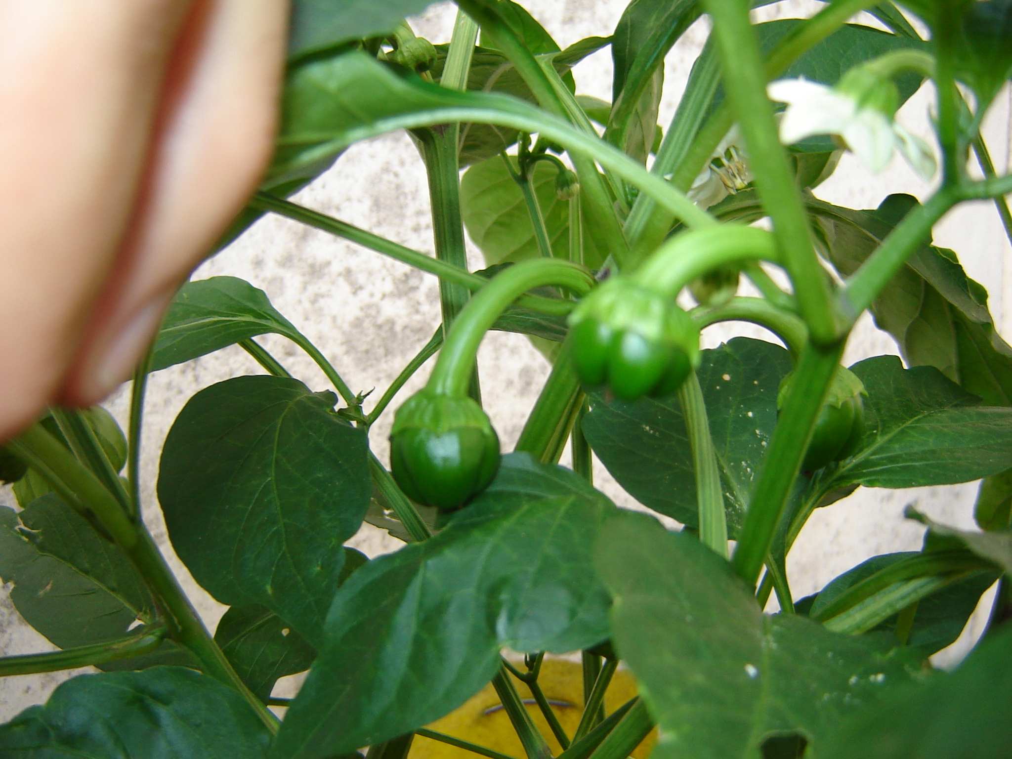 [Foto de planta, jardin, jardineria]