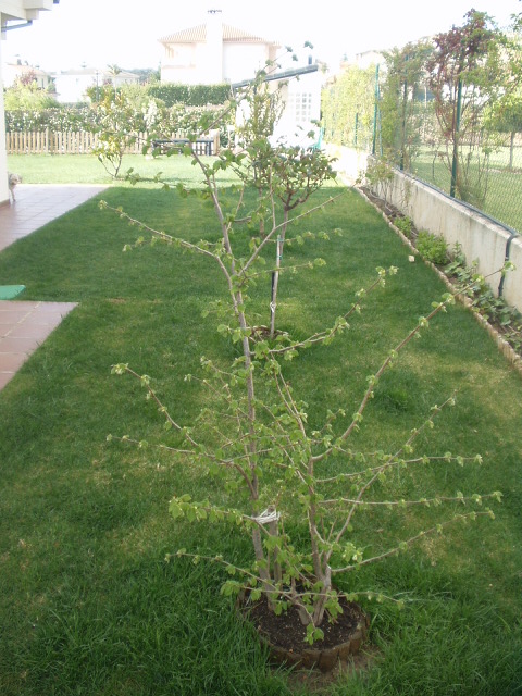 [Foto de planta, jardin, jardineria]