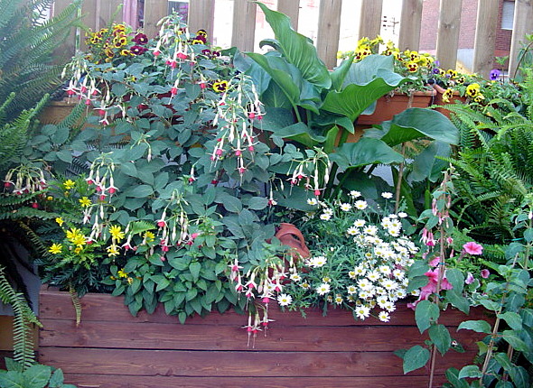 [Foto de planta, jardin, jardineria]