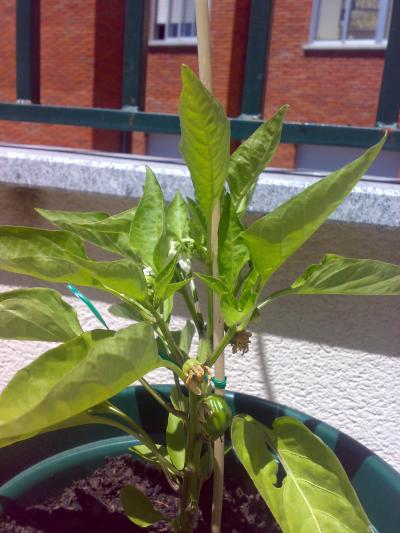 [Foto de planta, jardin, jardineria]