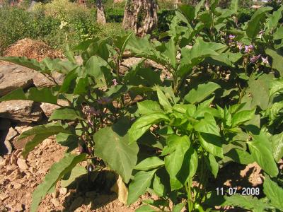 [Foto de planta, jardin, jardineria]