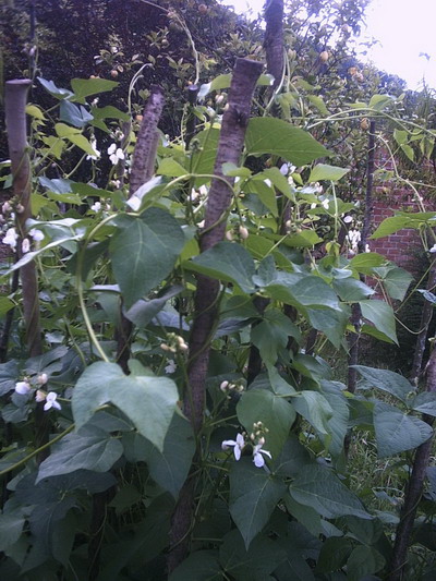 [Foto de planta, jardin, jardineria]