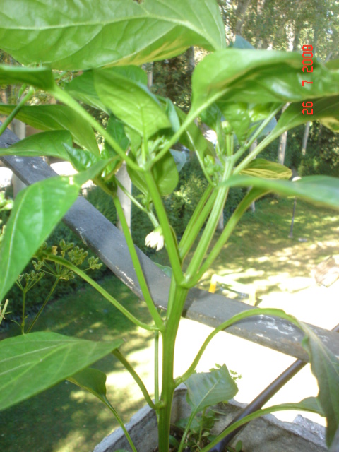 [Foto de planta, jardin, jardineria]