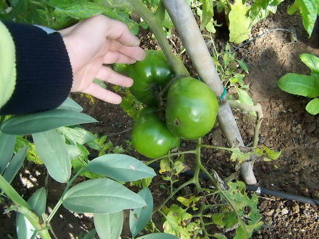 [Foto de planta, jardin, jardineria]