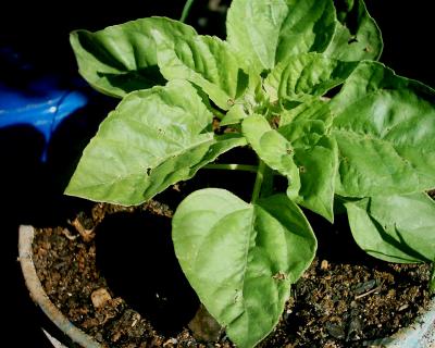 [Foto de planta, jardin, jardineria]