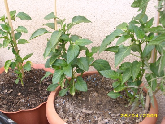 [Foto de planta, jardin, jardineria]