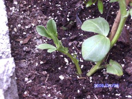 [Foto de planta, jardin, jardineria]