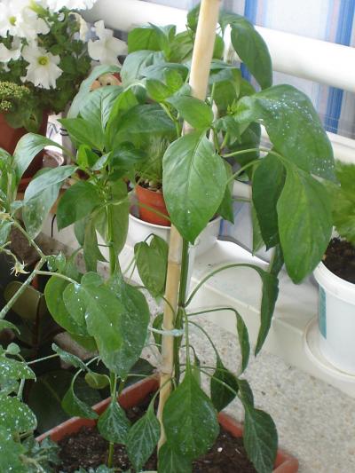 [Foto de planta, jardin, jardineria]