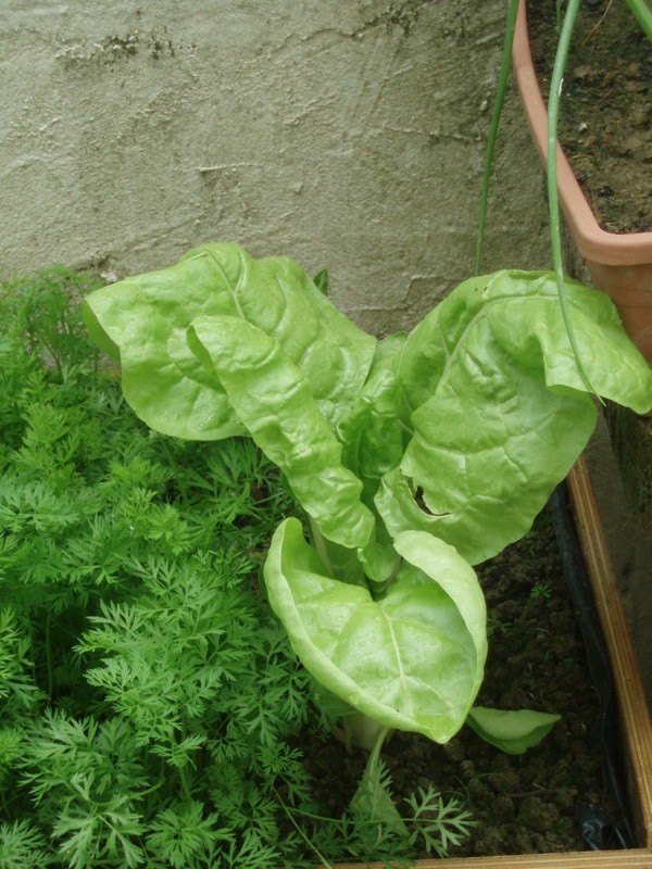 [Foto de planta, jardin, jardineria]