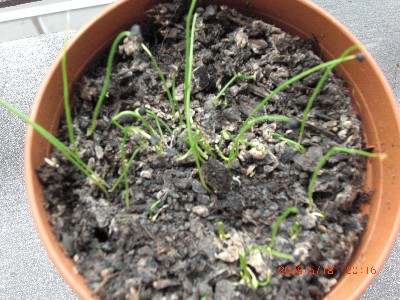 [Foto de planta, jardin, jardineria]