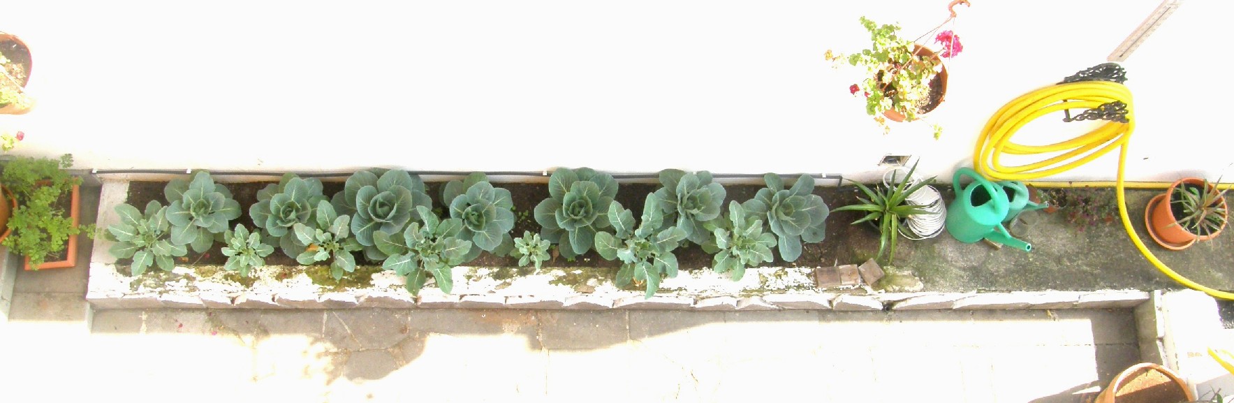 [Foto de planta, jardin, jardineria]