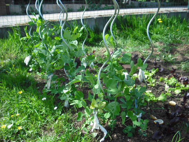 [Foto de planta, jardin, jardineria]