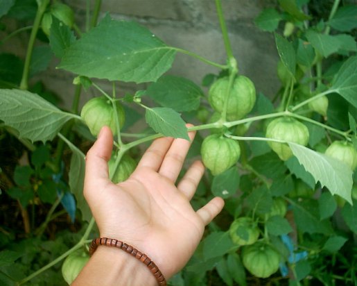 [Foto de planta, jardin, jardineria]