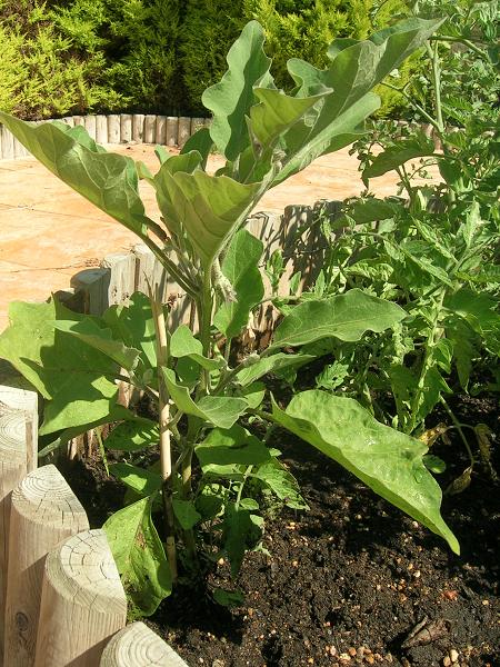 [Foto de planta, jardin, jardineria]